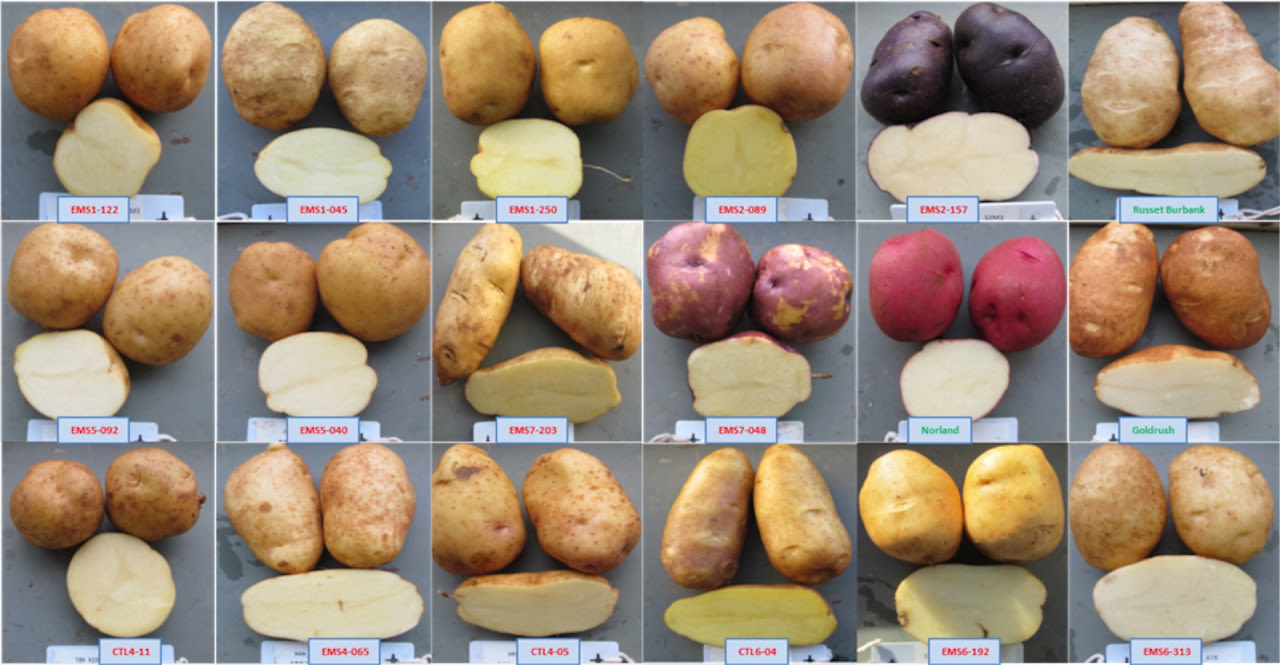Drought-resistant potato genes identified in P.E.I. will help food security