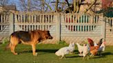 Dutiful German Shepherd Brings His Mom an Egg From Henhouse Every Morning