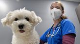 Mystery dog illness: What to know about the antibiotic chloramphenicol as a possible cure
