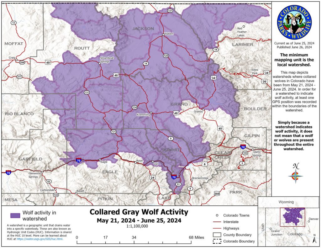 Colorado’s wolves move deeper into Eagle, Summit counties in June