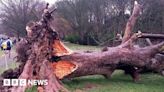 Sheffield Council seeks ideas for bench made from fallen Graves Park tree