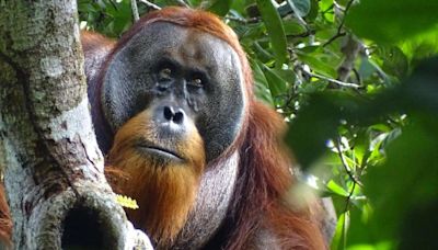 Orangutan observed treating wound using medicinal plant in world first