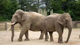 Longtime Ohio zoo elephants moving to new zoo this summer