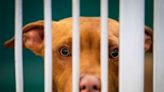 'It is a crisis': County pet shelters over capacity as rising costs push people to surrender animals