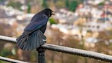 These crows have counting skills previously only seen in people