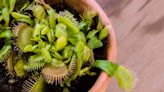 10 Amazing Plants and Herbs That Naturally Repel Flies