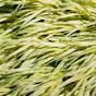 Deer Resistant Ornamental grasses