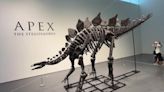 'Apex', el esqueleto de estegosaurio que Sotheby's subasta en Nueva York por casi 6 millones de euros