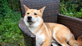 Woof! Why Dogecoin, Shiba Inu, and Floki Inu Are Barking Higher Today