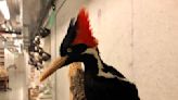 Do videos show ivory-billed woodpecker, or is it extinct?