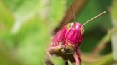 9-year-old Arkansas girl catches rare pink grasshopper, names it Millie