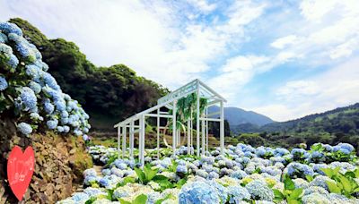 竹子湖繡球花特色農遊 淡雅芬芳萬種風情 | 蕃新聞