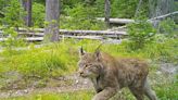 Historical study finds Canada lynx might thrive better in U.S.