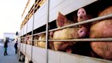 Del 'tinder' laboral al transporte animal: 4 carpetas pendientes del Parlamento Europeo