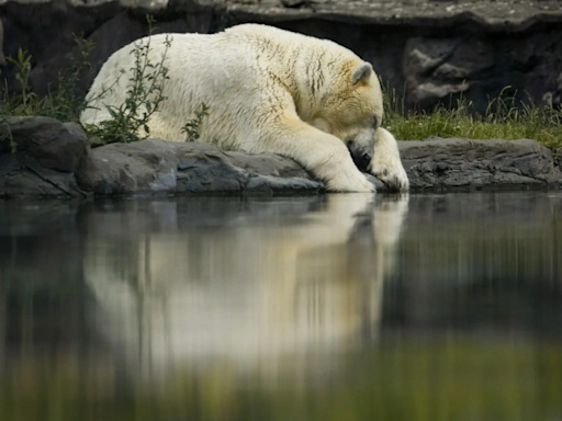 Polar Bear dies at zoo pond after trachea crushed during rough play - Times of India