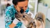 Resources For When You Can’t Afford Veterinary Care