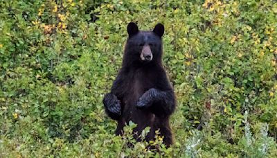 Utah hiker trying to escape a mother bear runs straight into a moose, and thinks it actually saved his life