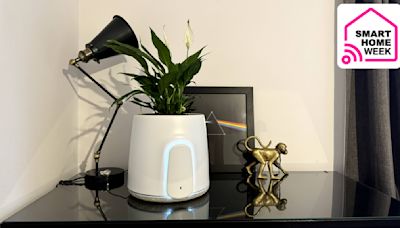 This plant is secretly a smart air purifier with washable filters – and it connects to Alexa, too