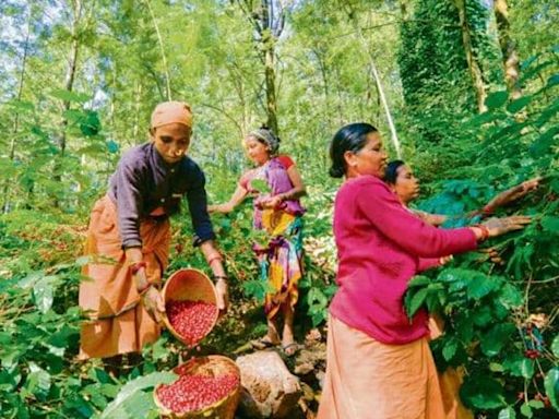 PM Modi mentions ’Araku Coffee’ in Mann Ki Baat: ‘Known for rich aroma’. All you need to know about Andhra’s brew | Today News