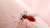 Dengue fever vs. malaria. What to know about the mosquito-borne diseases reported in Florida