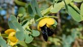 Estudo aponta relação entre bactérias no solo e atratividade de flores para abelhas