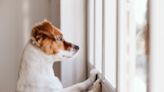 Uh-Oh—8 Subtle Signs Your Dog Is Lonely, According to Pet Behaviorists