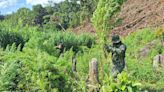 P48-M marijuana farm destroyed - BusinessWorld Online