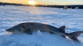 Michigan's 2024 Black Lake sturgeon fishing season starts Feb. 3: What to know