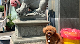 台南小北拱福宮「拜吉娃娃神像」 背後原因超暖心「牠生前有功」