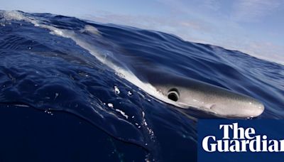 Wild sharks off Brazil coast test positive for cocaine, scientists say