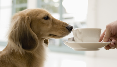 Coffee-Loving Dachshund Only Comes Out of Hiding for One Thing