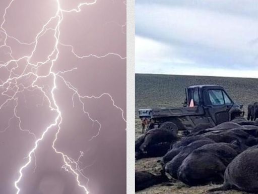 Hombre muere junto a sus 34 vacas tras caerle un rayo