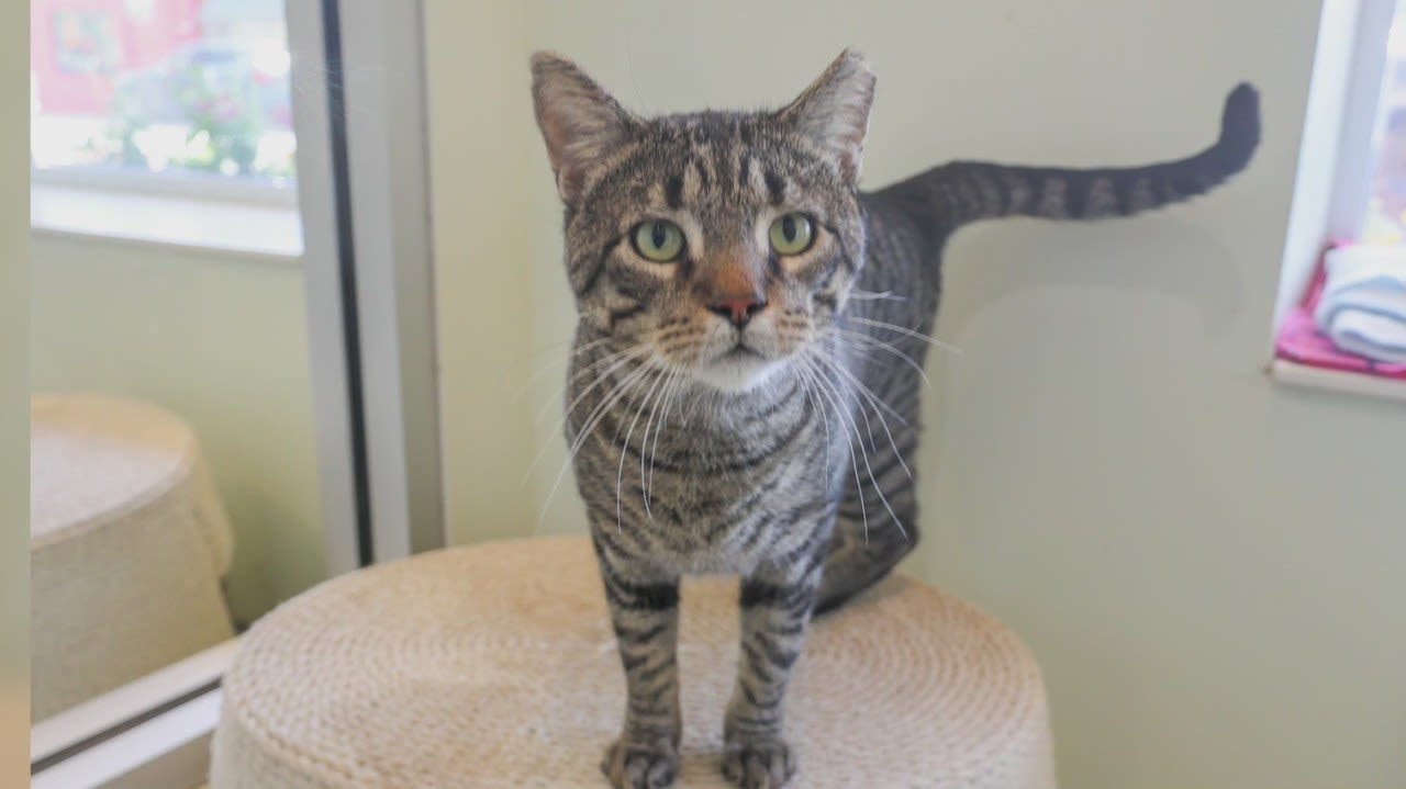 PAWS Chicago Pet of the Week: Meet Hawthorne