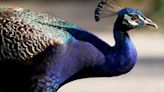 Peacock evades capture by Michigan animal control officers