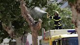 Bomberos intervienen por unas avispas asiáticas en un árbol en una calle del centro de Jerez
