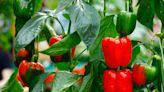 Here’s How to Grow Crunchy, Sweet Bell Peppers at Home