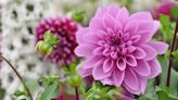 How and when to harvest dahlia seeds for new beautiful blooms next year