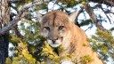 Colorado Cancels April Mountain Lion Season Amid Anti-Hunting Opposition