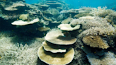 Great Barrier Reef waters were hottest in 400 years over the past decade: Study | World News - The Indian Express