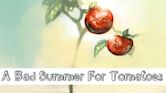 A Bad Summer for Tomatoes