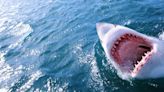 Great White Shark Attacks Juvenile Seal in Harrowing Video