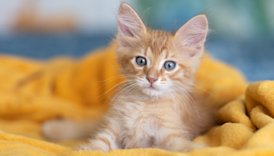 Maine Coon Kitten Tries to 'Beat His Brother Up for Milk' and It's Too Cute