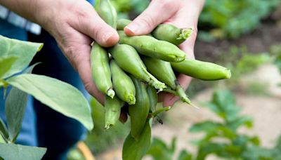 How a 'happy' chemical in broad beans can totally transform your mood