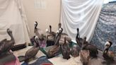 VIDEO: Monterey wildlife center rescues 52 pelicans in distress