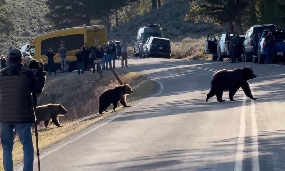 Yellowstone tourists crowd grizzly bears in ‘what-not-to-do’ moment