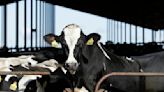 As bird flu spreads in cows, fractured U.S. response has echoes of early COVID