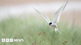 Rangers 'on tenterhooks' over tern chick survival in Northumberland