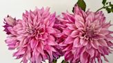 Dahlias demystified: WA farmers unveil tips for growing gorgeous blooms