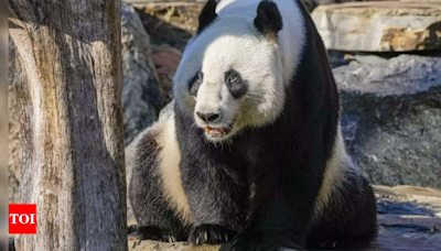 Handover day: China gifts a pair of giant pandas to Hong Kong - Times of India
