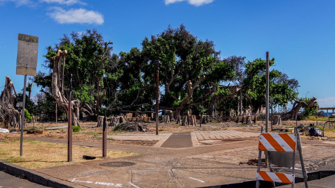 How Lahaina's more than 150-year-old banyan tree is coming back to life after devastating fire